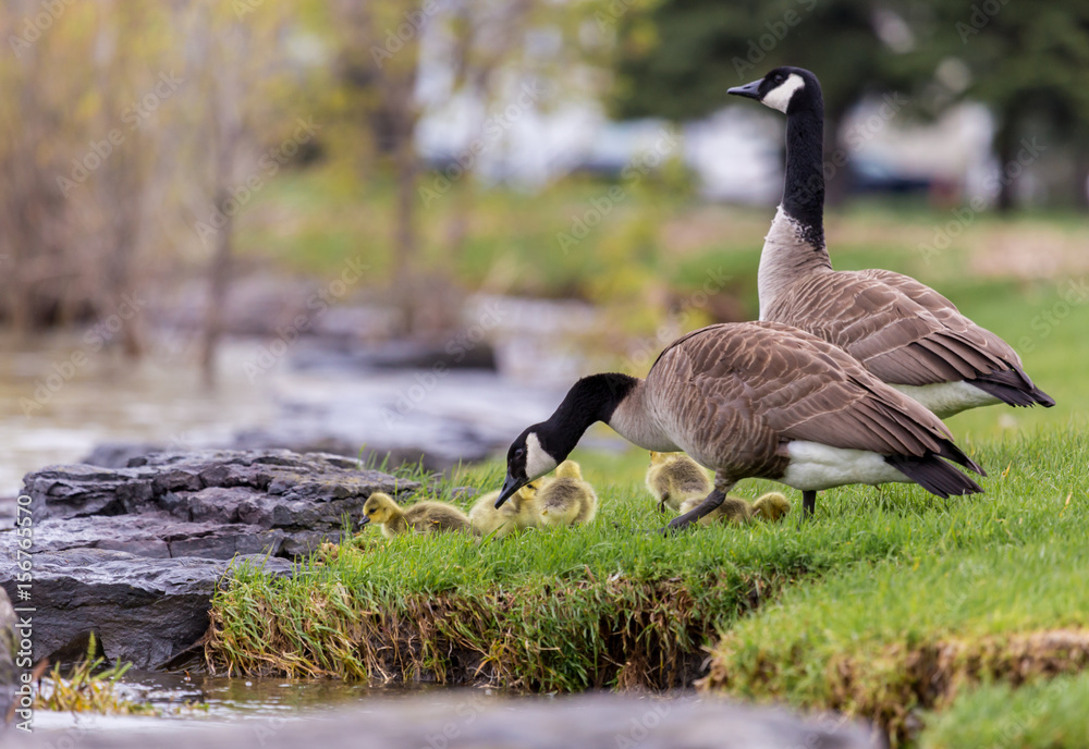 Fototapeta premium Canada geese protecting their goslings in a parc in Quebec, Canada.