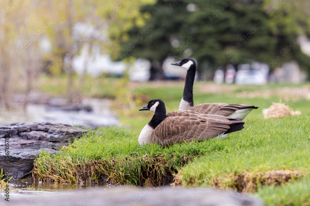 Canada geese protecting their goslings in a parc in Quebec, Canada. Canada geese protecting their goslings in a parc in Quebec, Canada.