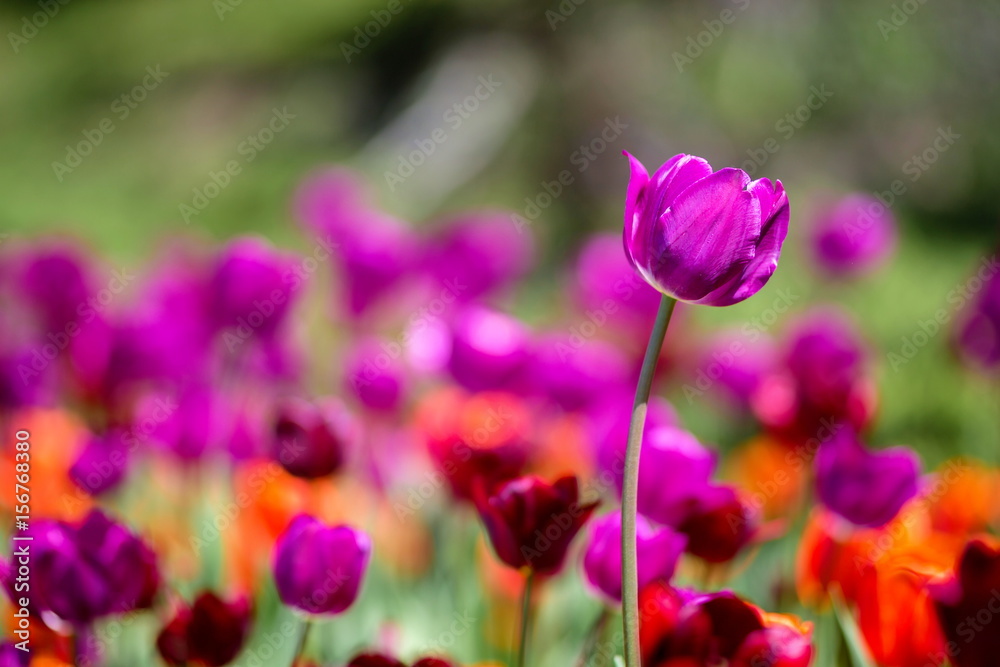 Brightly colored tulips shot at Ottawa tulip festival in Ontario Canada. The mixed bed cultivated flowers supply a color explosion that dazzles in the early spring time sun. Brightly colored tulips shot at Ottawa tulip festival in Ontario Canada. The mixed bed cultivated flowers supply a color explosion that dazzles in the early spring time sun.
