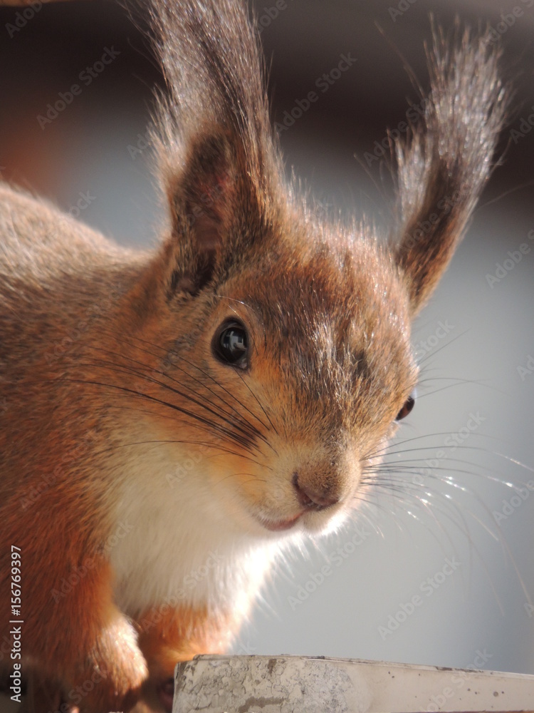 Obraz premium Белка Кормление Кормушка Зверек 