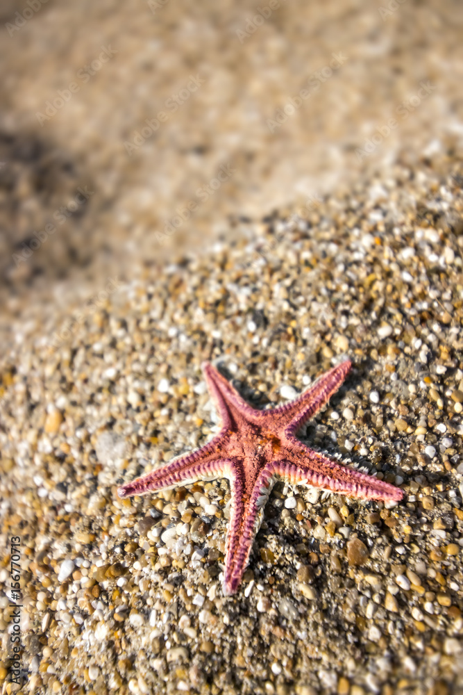 Summer theme with a red starfish on a beach sand, Greece Summer theme with a red starfish on a beach sand, Greece