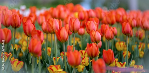 Brightly colored tulips shot at Ottawa tulip festival in Ontario Canada. The mixed bed cultivated flowers supply a color explosion that dazzles in the early spring time sun.