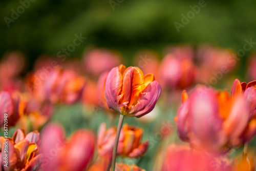 Brightly colored tulips shot at Ottawa tulip festival in Ontario Canada. The mixed bed cultivated flowers supply a color explosion that dazzles in the early spring time sun.