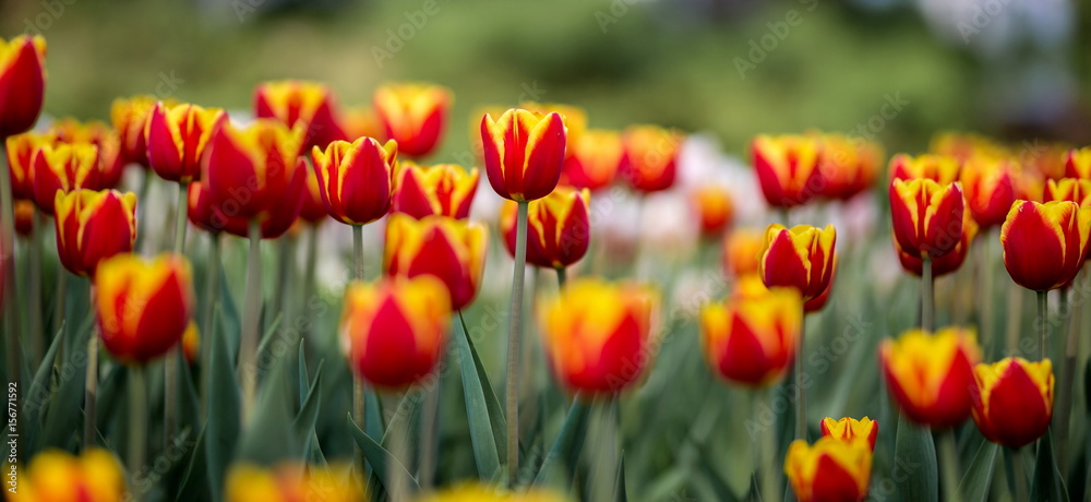 Obraz premium Jasne kolorowe tulipany nakręcone na festiwalu tulipanów w Ottawie w Ontario w Kanadzie. Kwiaty uprawiane na rabatach mieszanych wywołują eksplozję koloru, która oślepia wczesną wiosną słońce.