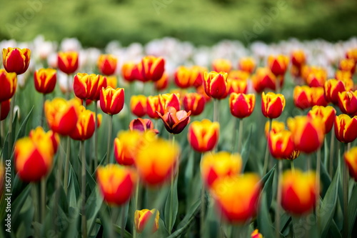 Brightly colored tulips shot at Ottawa tulip festival in Ontario Canada. The mixed bed cultivated flowers supply a color explosion that dazzles in the early spring time sun.