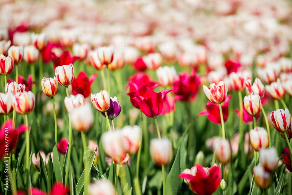 Brightly colored Canada 150 celebration tulips shot at Ottawa tulip festival in Ontario Canada. The mixed bed cultivated flowers supply a color explosion that dazzles in the early spring time sun. Brightly colored Canada 150 celebration tulips shot at Ottawa tulip festival in Ontario Canada. The mixed bed cultivated flowers supply a color explosion that dazzles in the early spring time sun.