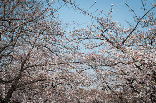 Sakura a Tokyo