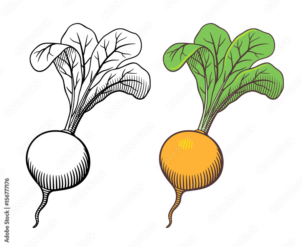 Vector hand drawn illustration of turnip with leaves. Outline and