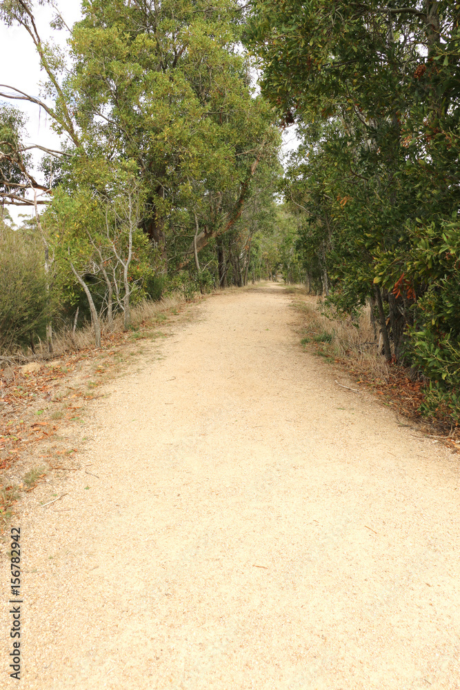 Fototapeta premium a bush walking tracking surrounded by trees in Australia