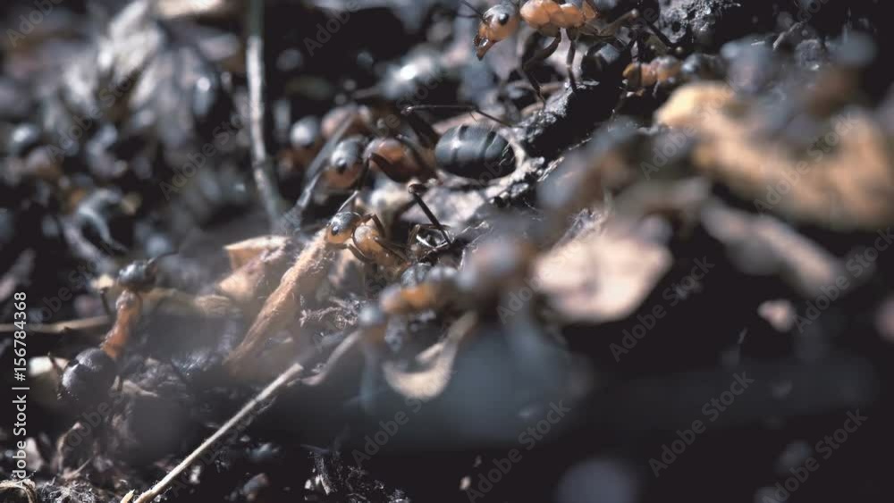 Many ants in an anthill close-up Many ants in an anthill close-up