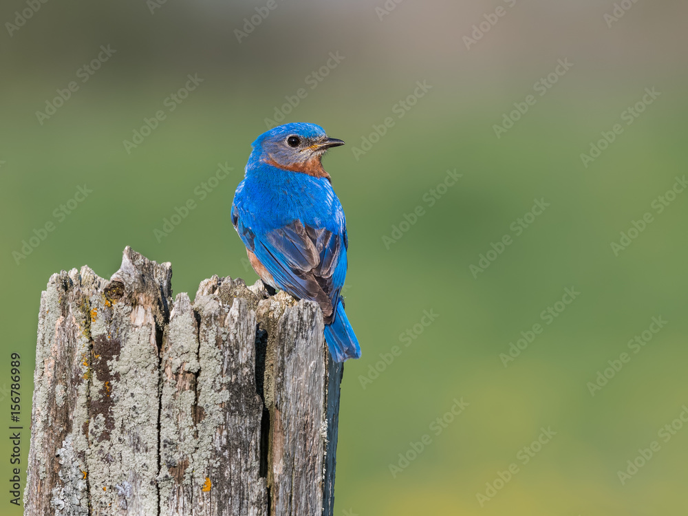 Male Eastern Bluebird Perched on Post