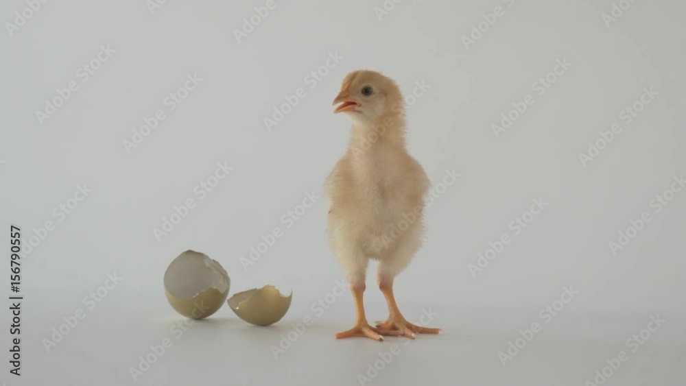 Baby chick stands next to an eggshell on a white background