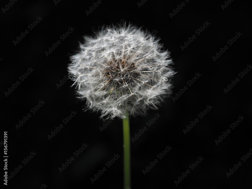Dandelion seeds Dandelion seeds