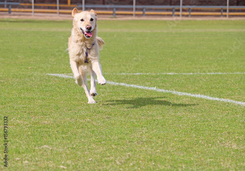 happy golden retriever running off leash on a sporting field