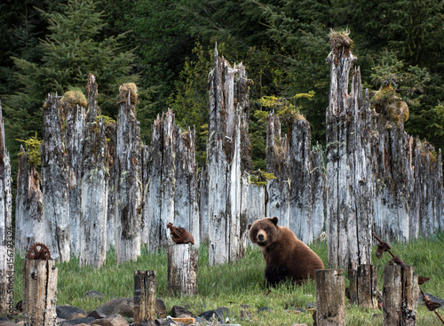 Brown Bear