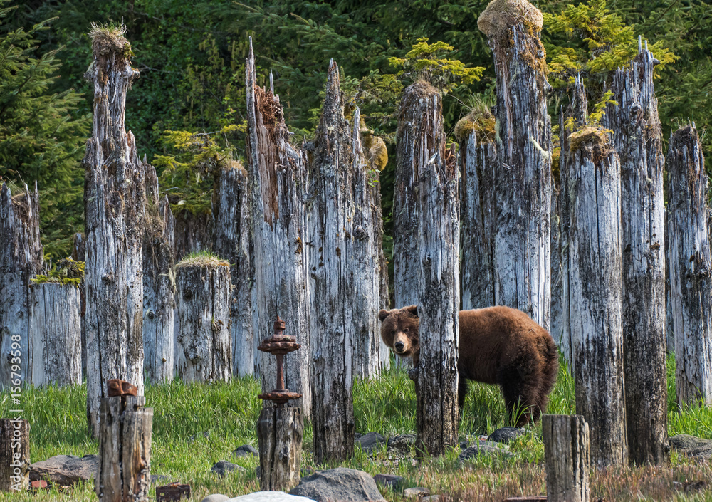 Obraz premium Brown Bear