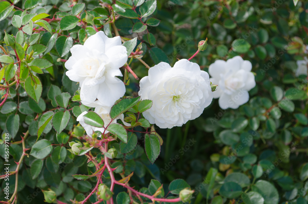 Obraz premium 白いバラ