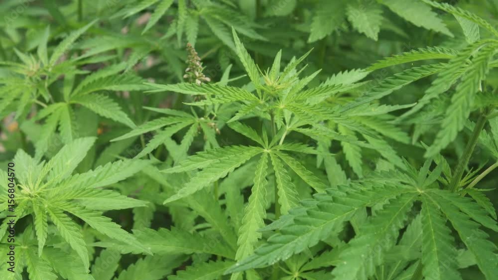 Close up of Cannabis ruderalis plants Close up of Cannabis ruderalis plants