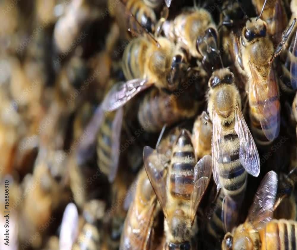 Honey Bee Swarm macro close-up of bees in group crawling Honey Bee Swarm macro close-up of bees in group crawling