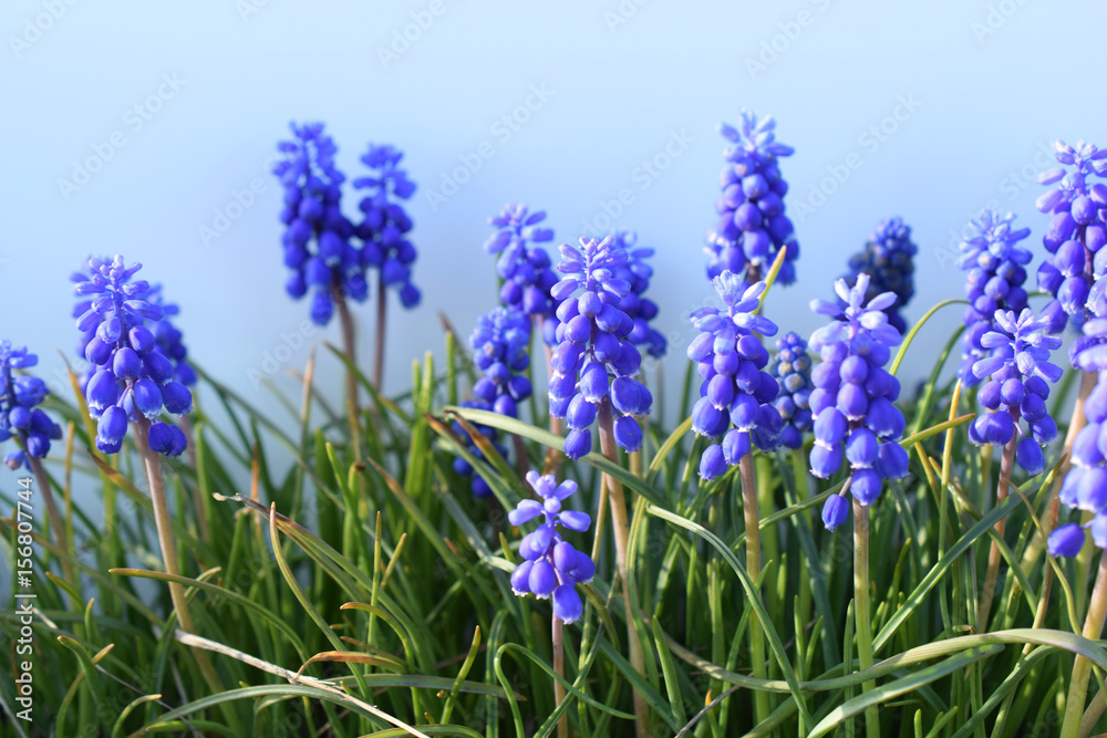 Fototapeta premium ムスカリ
