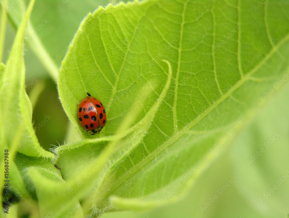 Ladybug on sunflower leaf Ladybug on sunflower leaf