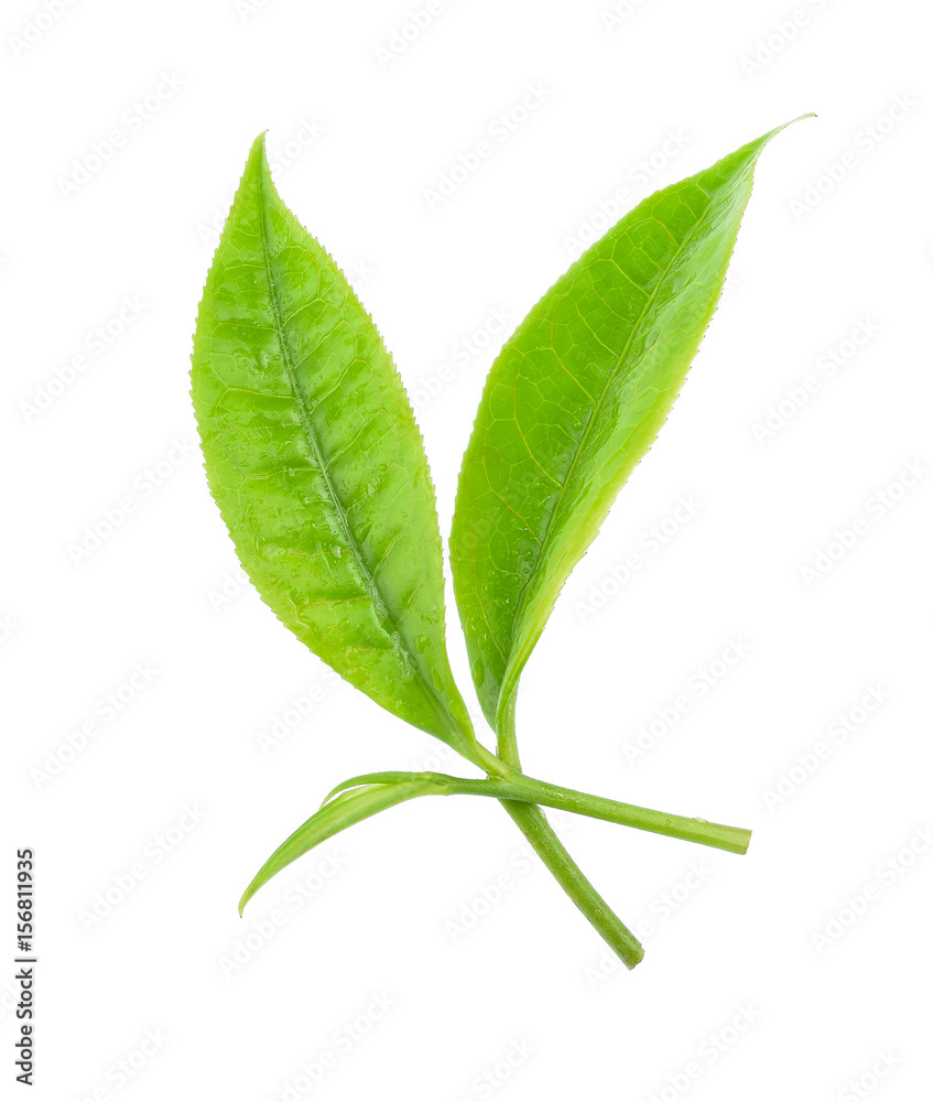 green tea leaf and water drop isolated on white background green tea leaf and water drop isolated on white background