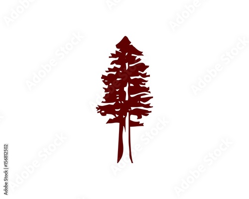 redwood tree  photo