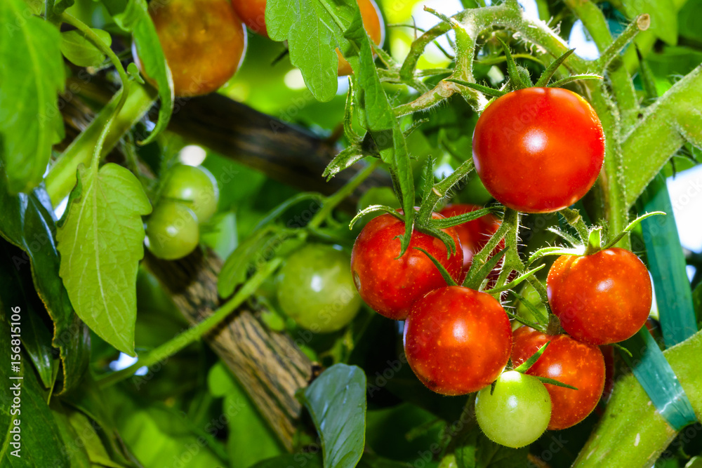Tomatoes ripening in garden Tomatoes ripening in garden