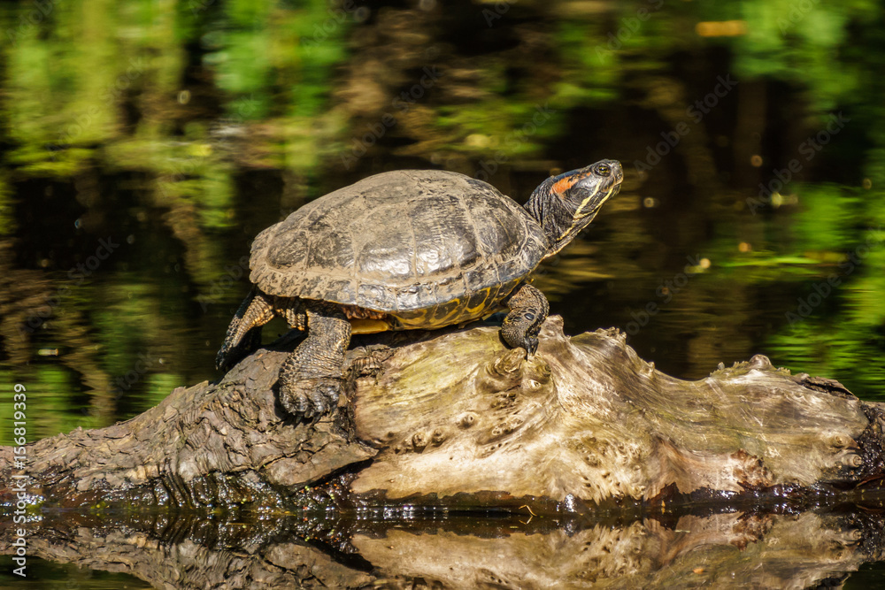 Fototapeta premium Red Eared slider or Terrapin - Trachemys scripta elegans semiaquatic turtle