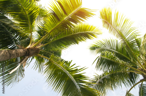 Detail of coconut trees with soft light background 