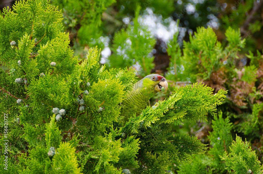Wild Feral Red Crowned Parrot in Juniper Tree 1 Wild Feral Red Crowned Parrot in Juniper Tree 1