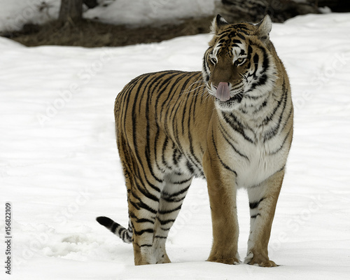 Siberian Tiger © Chris