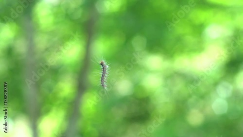 Slow motion Macrobrochis Gigas Caterpillar With Hair Wildlife In The Mountain Taiwan-Dan photo