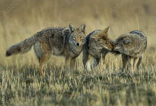 Fotografie Coyote Meet