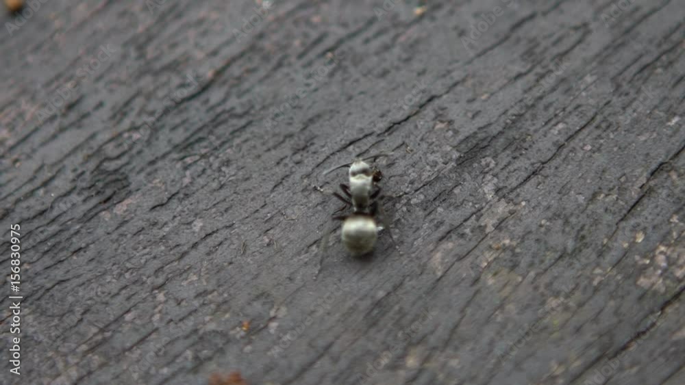 Macro slow motion of big black ant Polyrhachis latona is eating a caterpillar in the wild of forest at Taiwan.-Dan Macro slow motion of big black ant Polyrhachis latona is eating a caterpillar in the wild of forest at Taiwan.-Dan