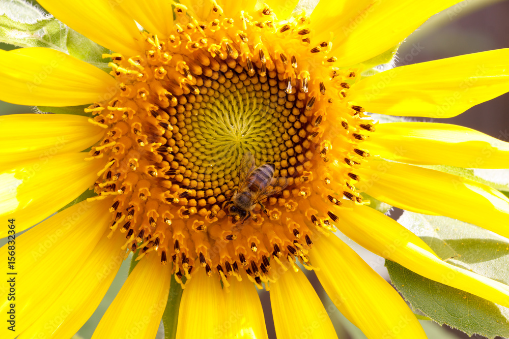 Sunflower 5 bee Sunflower 5 bee