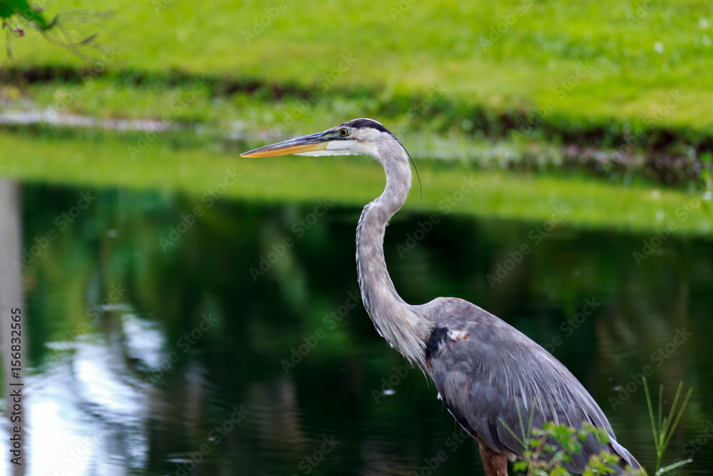 Rainy Morning, Great Blue Heron. Rainy Morning, Great Blue Heron.