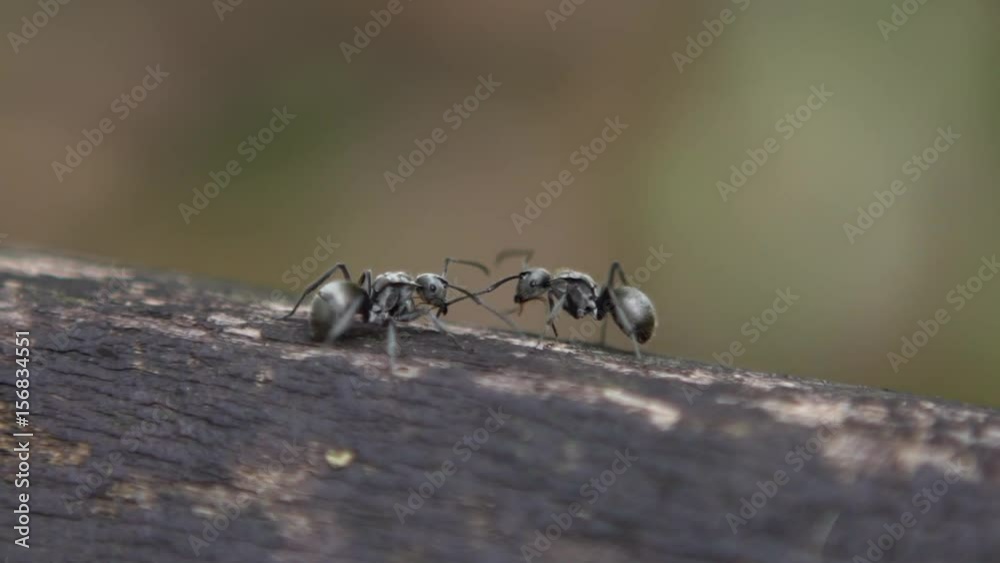 Macro slow motion of two black ants Polyrhachis latona having a serious battle against each other. Closeup of fighting in the wild of forest at Taiwan. Slow-mo of fight among insects.-Dan Macro slow motion of two black ants Polyrhachis latona having a serious battle against each other. Closeup of fighting in the wild of forest at Taiwan. Slow-mo of fight among insects.-Dan