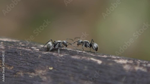 Macro slow motion of two black ants Polyrhachis latona having a serious battle against each other. Closeup of fighting in the wild of forest at Taiwan. Slow-mo of fight among insects.-Dan photo