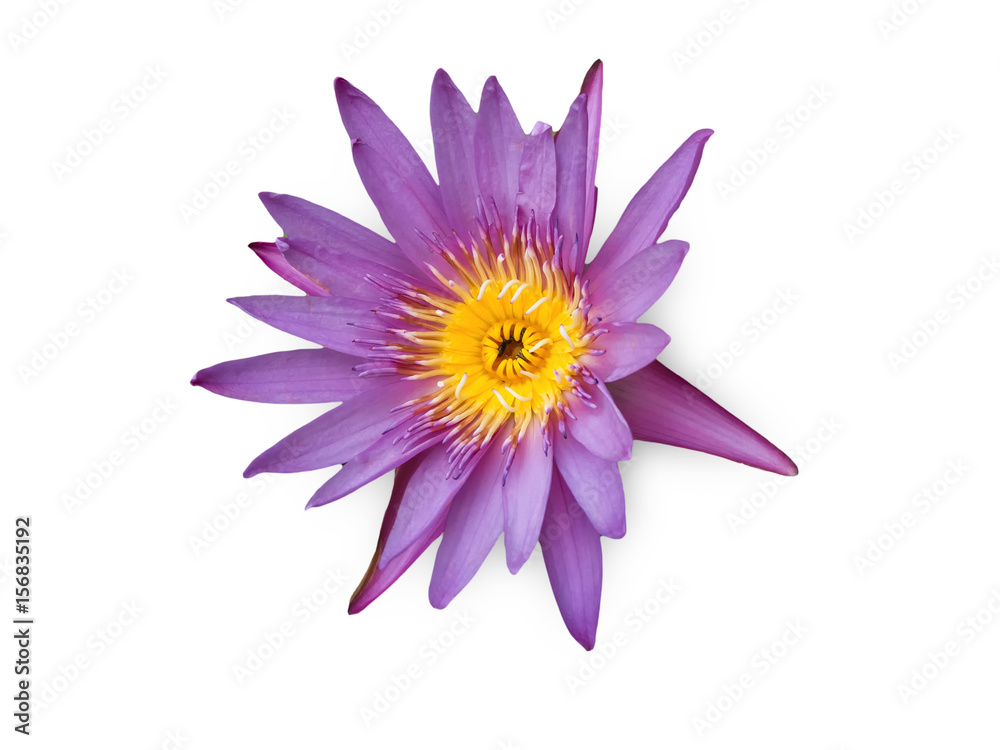 Purple Lotus in the garden