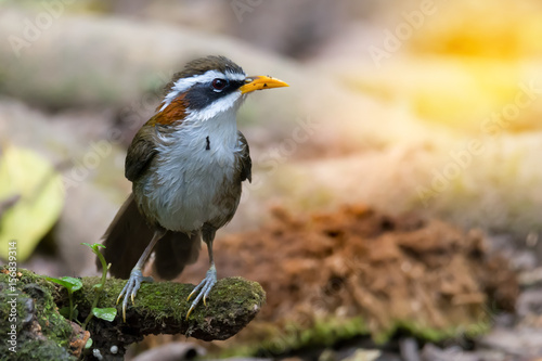 Time for bathing,bird.Yellow long bill bird, White browed scimitar babbler ( Pomatorhinus schisticeps ) taking a bath in summer. photo