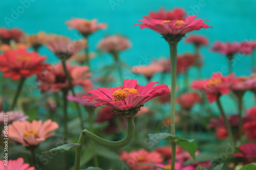 Pink flower background  © Chandru Attibele