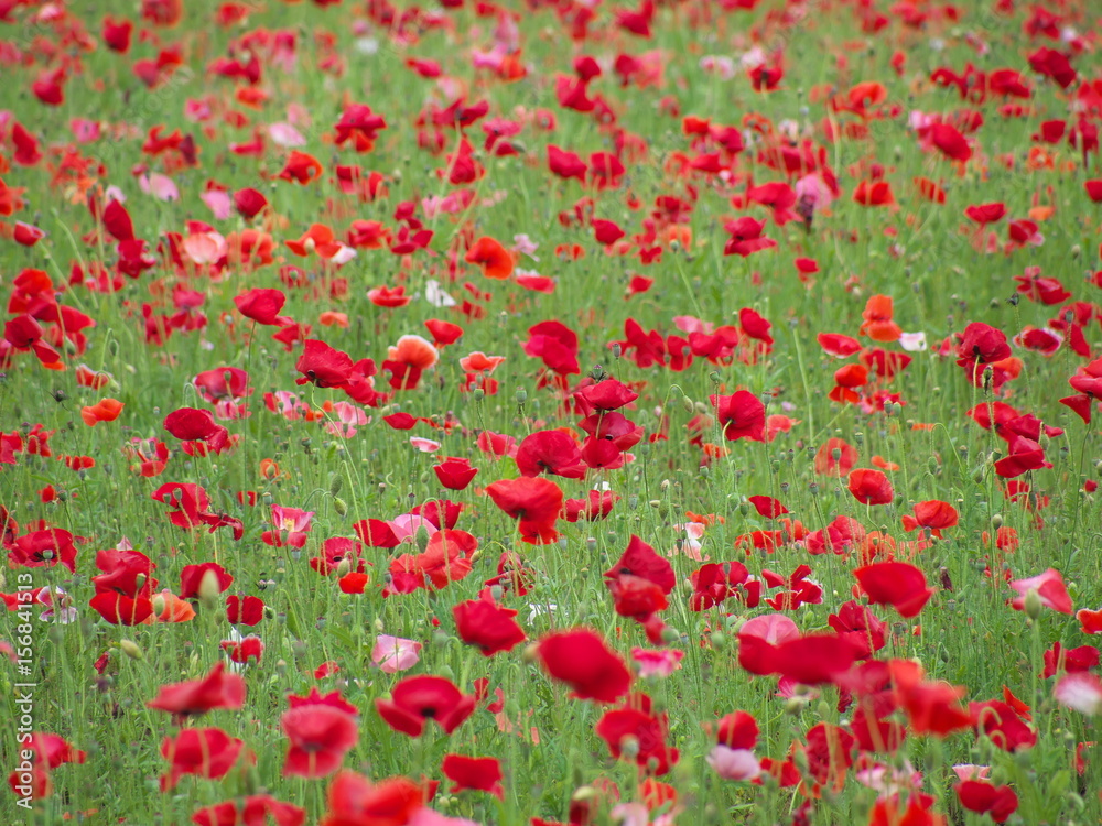 Obraz premium ポピー