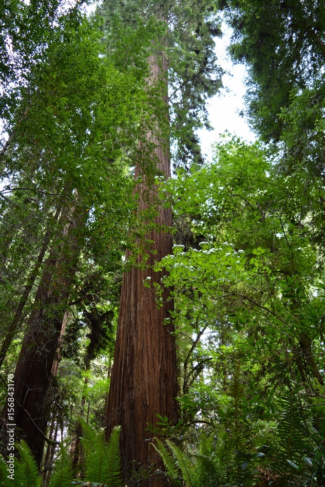 Obraz premium Redwood Tree California