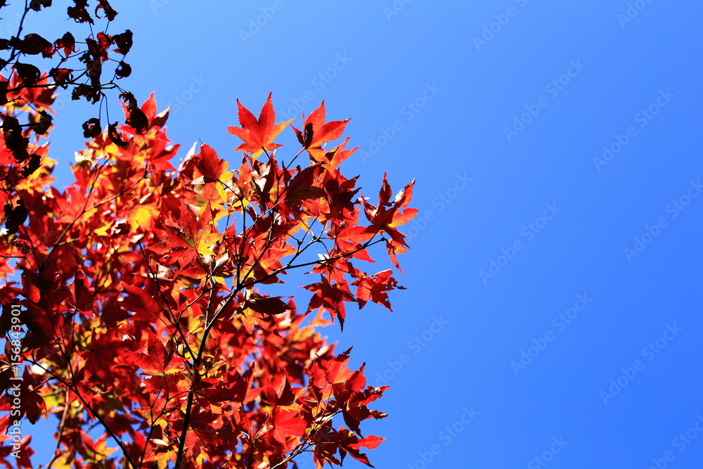 青空と紅葉 青空と紅葉
