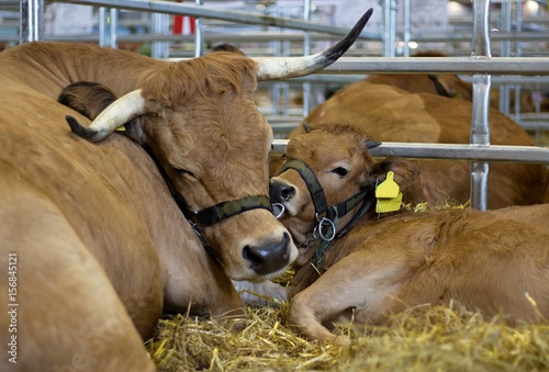 cow Aubrac breed © Michal