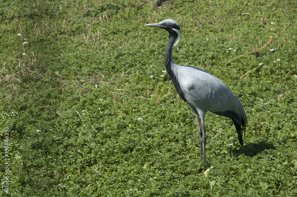 Fototapeta premium heron belladonna