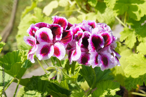Fototapeta Naklejka Na Ścianę i Meble -  Pelargonium royal red flowers with green background