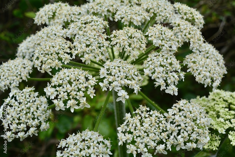 Queen Anne's Lace Queen Anne's Lace