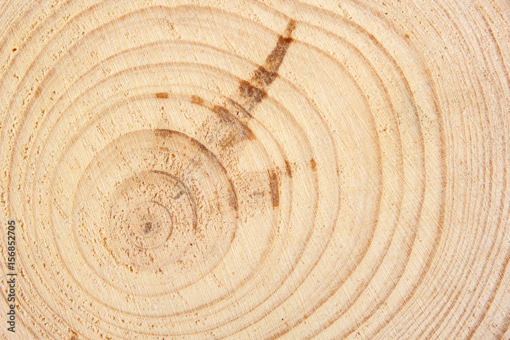 Fototapeta premium Close up of a tree trunk with aging cicrles